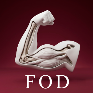 Material didáctico para Anatomía Funcional Humana (LTFyRD)